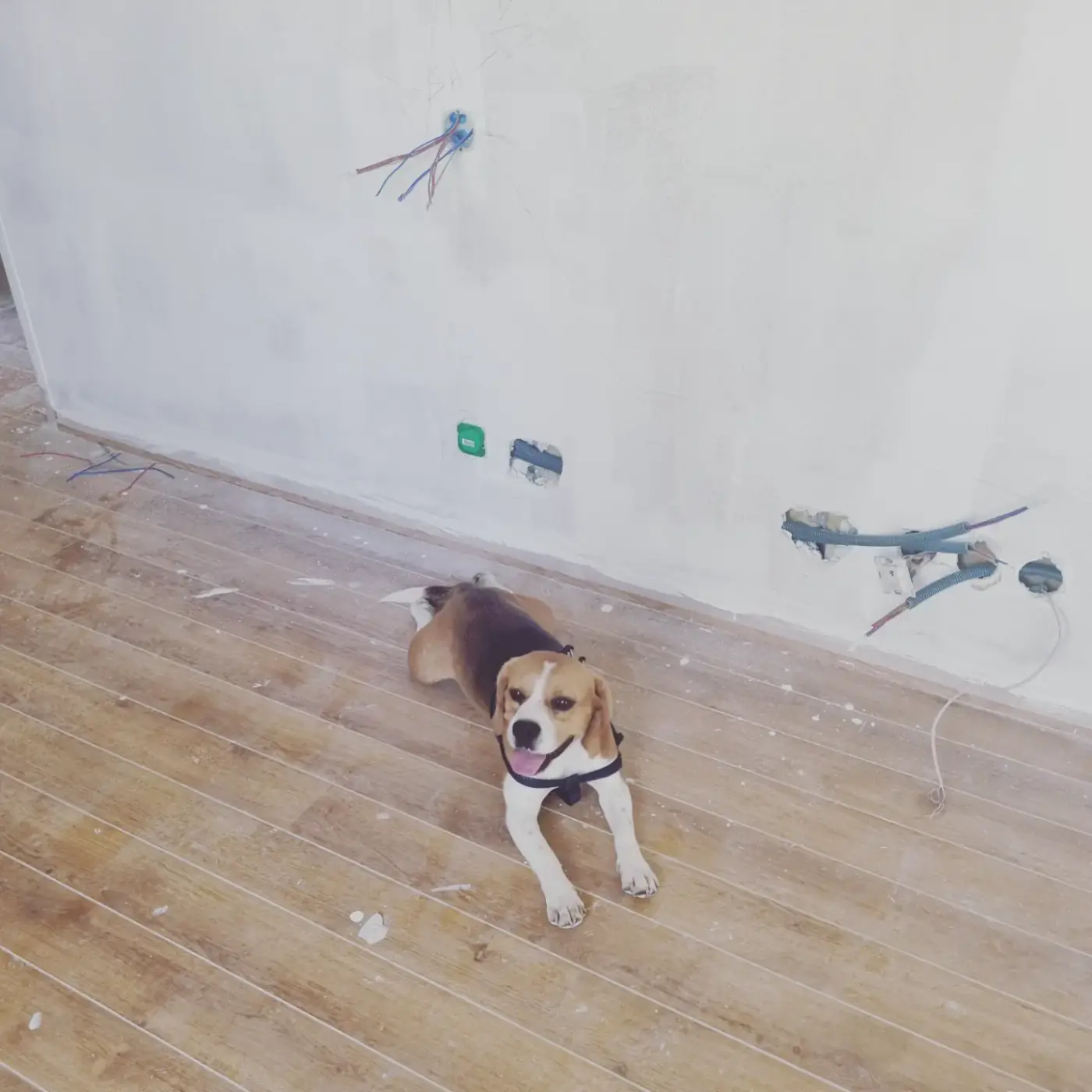 Un beagle couché sur le parquet d’une pièce en rénovation