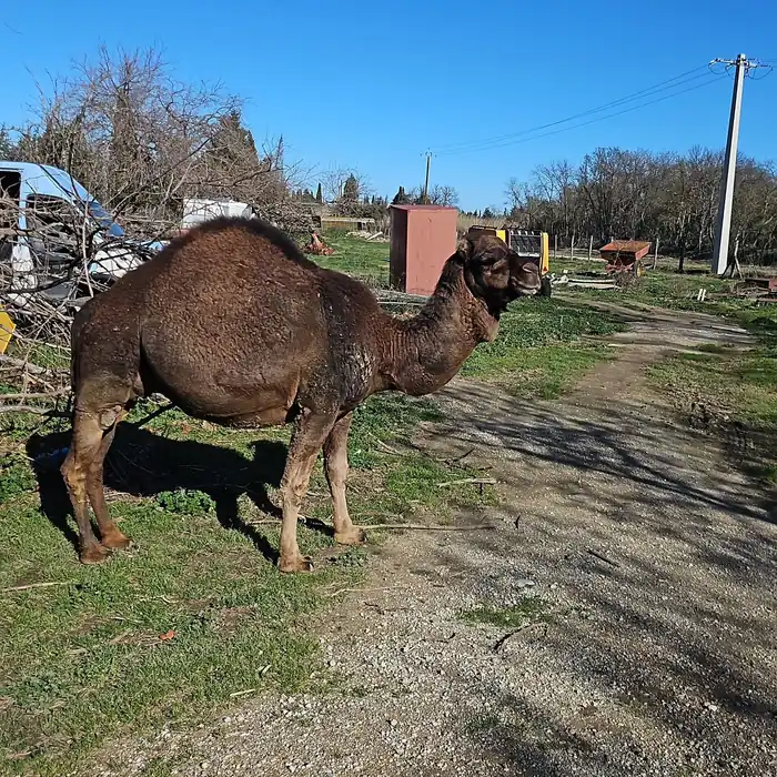 Dromadaire dans le pré du ranch où est intervenu Occitane Elec à Palau-del-Vidre